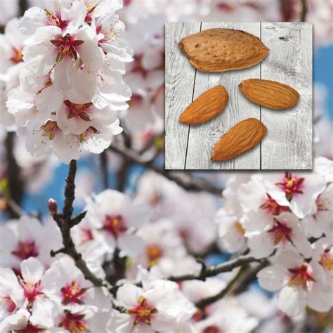 All In One Almond Tree Store Tomorrows Harvest By Burchell Nursery