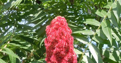 Poison Sumac Is Not Common In Georgia Walter Reeves Gardening Column