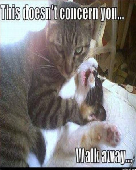 Funniest Cat Memes Of All Time