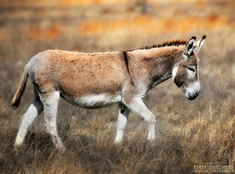 American Donkey Equus Africanus Asinus Lampasas Tx En