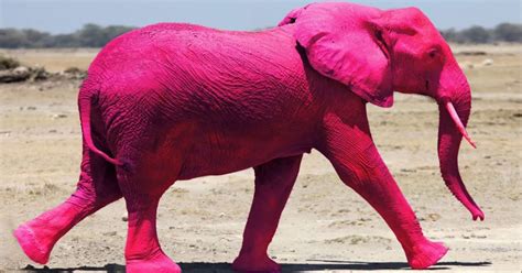 Surface Command Don T Imagine A Pink Elephant
