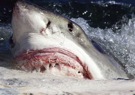 Top 10 Deadliest Sharks In The World Hubpages