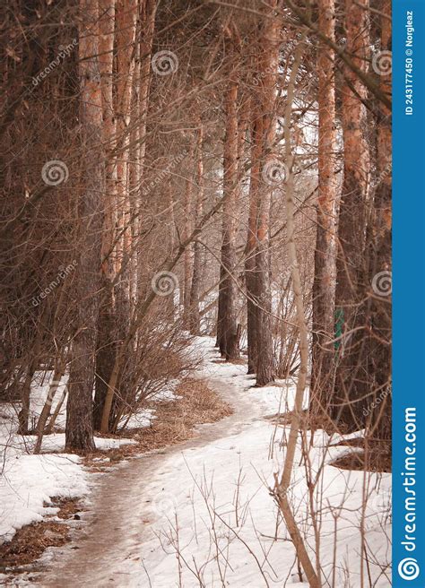 A Pathway In The Forest Among Pine Trees During A Spring Snow Is