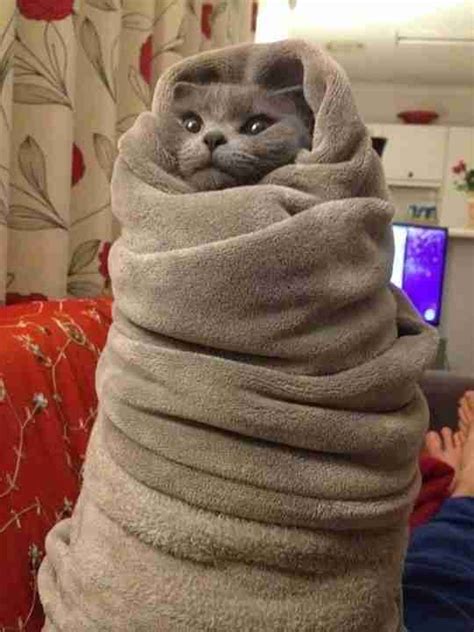 19 Cats Who Are Winning Winter By Becoming A Purrito The Dodo