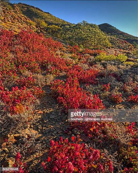 Flinders Ranges Wildflowers Photos And Premium High Res Pictures