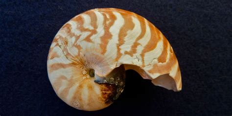 Nautilus Shell Found I Love Shelling