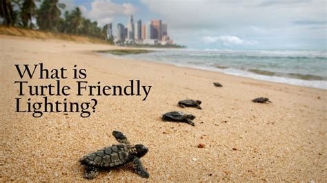 What Is Turtle Friendly Lighting