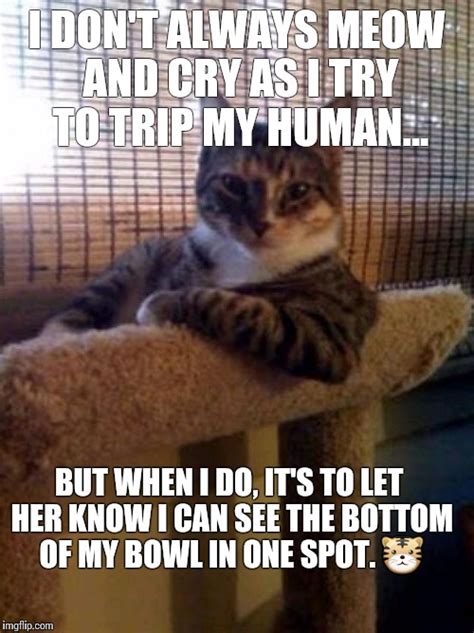 The Most Interesting Cat In The World Meme Imgflip