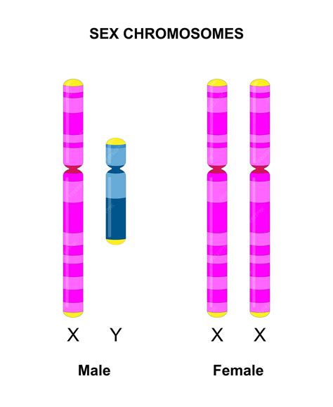Premium Vector Human Sex Chromosomes X And Y