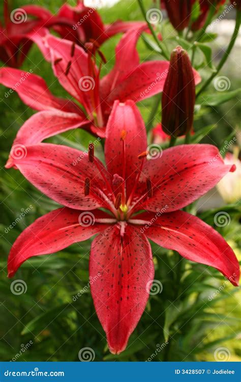 Tiger Lily Flowers Royalty Free Stock Photography Image 3428507