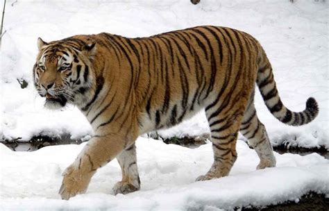 Amur Siberian Tiger The Animal Facts Appearance Diet Habitat