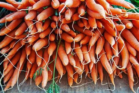 Tips For Growing Carrots Indoors Gardeners Path Growing Carrots