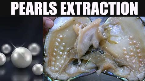 Taking Out Pearls From Oysters Real Pearls Sea Shells Youtube