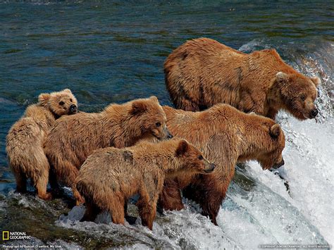 壁纸 野生动物 大灰熊 棕熊 动物群 哺乳动物 脊椎动物 狗品种组 1600x1200 Sevendark