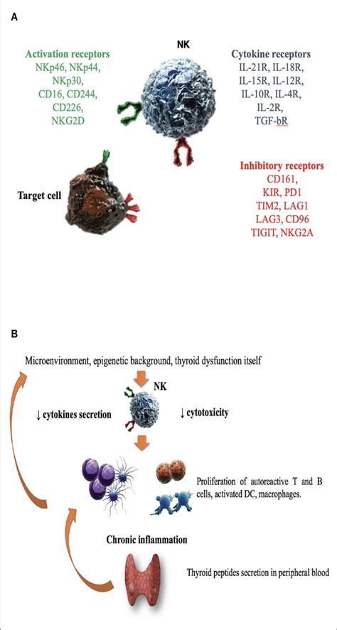 The Role Of Natural Killer Cells In The Pathogenesis Of Graves
