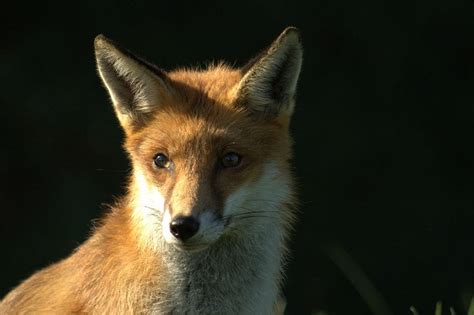 Fox With Ears Laid Back Fox British Wildlife Wildlife