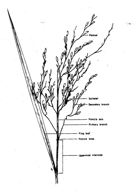 Rice Plant Anatomy