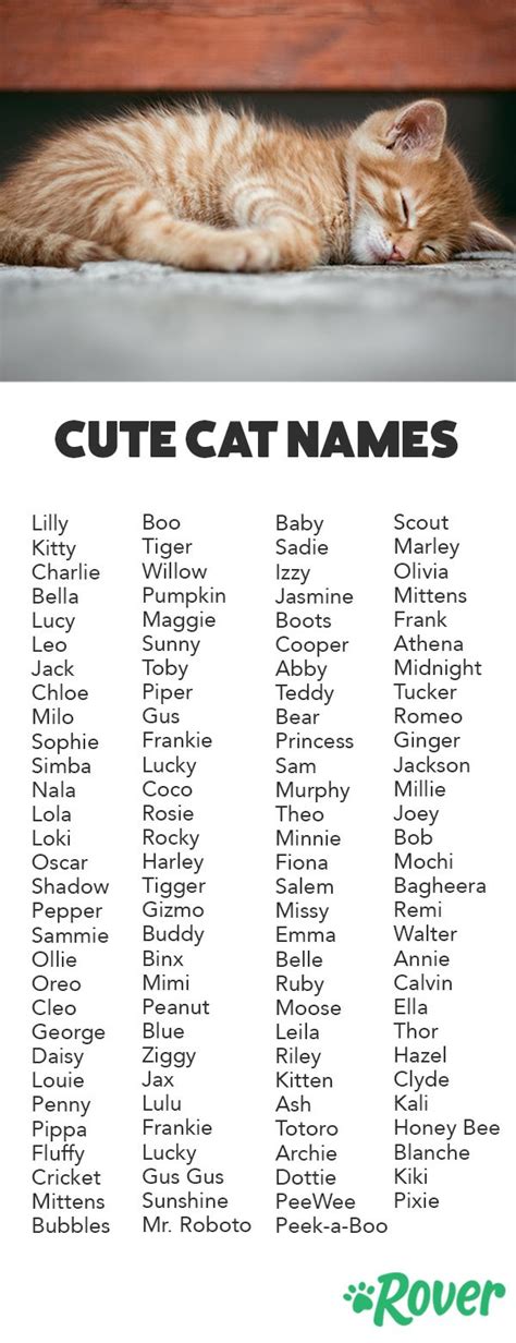 What Is The Cutest Cat Name Names To Choose From Nombres Para