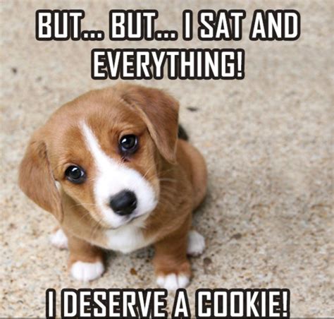 Pin By Shari On Adorable Animals Funny Dog Memes Cute Beagles