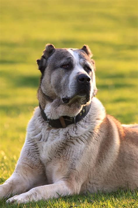 Central asian shepherd, alabai, or the central asian ovcharka is a very protective guard dog. Alabai-Hund auf dem Gebiet stockbild. Bild von gesund ...
