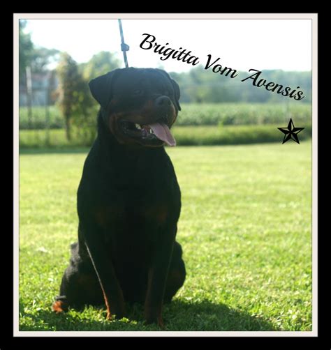 Golden retriever puppies dayton ohio. Rottweiler puppies dayton ohio | Dogs, breeds and everything about our best friends.