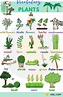 Plant Names: List of Common Types of Plants and Trees • 7ESL | Plants ...