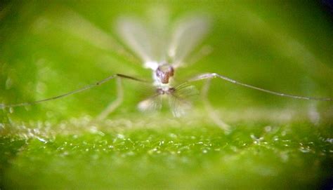 Gnat Population Increases In Parts Of The Texas Hill Country