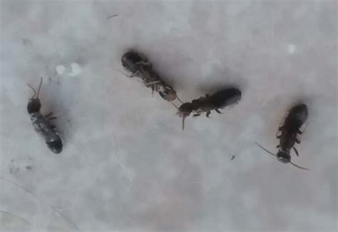 What Are Little Black Bugs That Look Like Ants