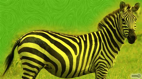 Baby Zebra Wallpaper Wallpapersafari