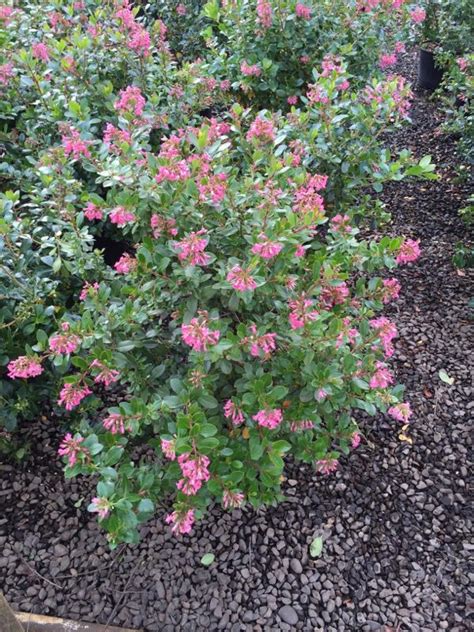 Plants Pink Princess Escallonia 3 Gallon For Sale In Woodburn Or Offerup