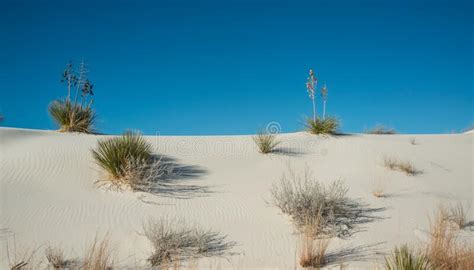 Yucca Plants Growing In White Sands National Monument New Mexico Usa