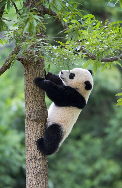 Hang In There Bao Bao Panda Celebrates First Birthday