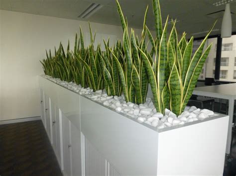 2030 Plant Room Divider Ideas