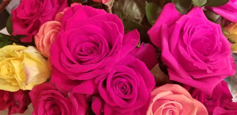 Bouquet Of Roses Free Stock Photo Public Domain Pictures