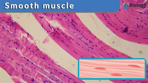 Smooth Muscle Definition And Examples Biology Online Dictionary