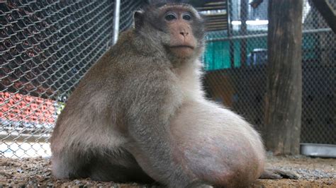 Thailands Chunky Monkey On Diet After Gorging On Junk Food Fox News
