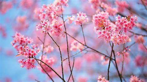 Sakura Desktop Wallpapers Top Những Hình Ảnh Đẹp