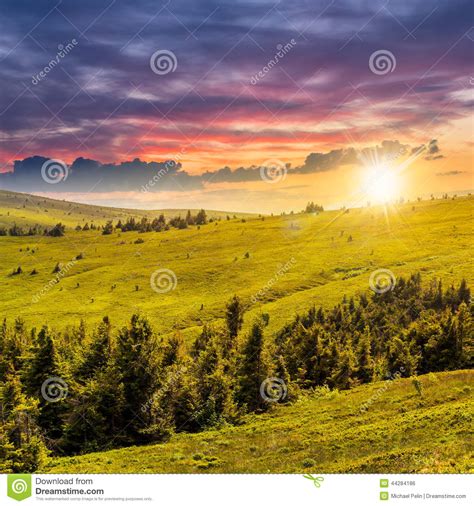 Pine Trees Near Valley In Mountains On Hillside At Sunset
