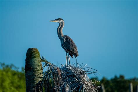 A Pair Of Nesting Great Blue Herons Smithsonian Photo Contest