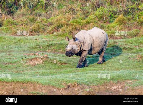 An Indian One Horned Rhinoceros Rhinoceros Unicornis Is Walking In