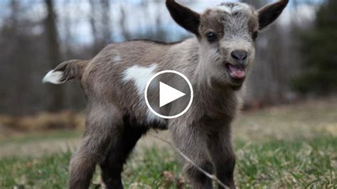 Funny And Cute Baby Goats Compilation 2016 Kute Animals
