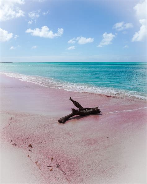 The Incredible Pink Beach On The Island Of Barbuda Peter Moore