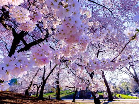 Closeup View Of Pink Spring Cherry Blossom Flowers 4k 5k Flowers Hd