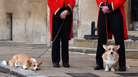 The Queens Corgis Made Quite The Show At Her Funeral