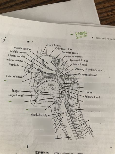 Sagittal Section Of Nasal Cavity And Pharynx Diagram Quizlet