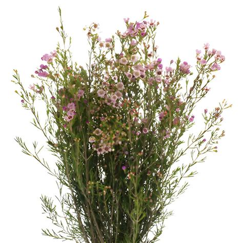 Wholesale Lavender Hues Bulk Wax Flower May 16th To November 30th