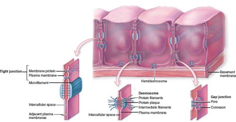 The Lateral Surface Of Some Cells Contain Tight Junctions That Prevent