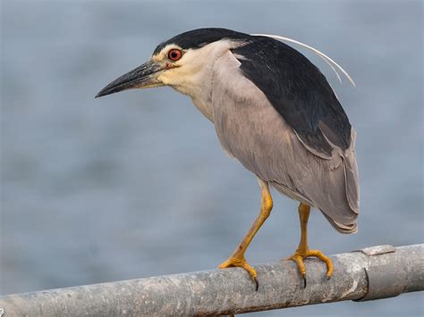Black Crowned Night Heron On A Moss Covered Branch Hoodoo Wallpaper