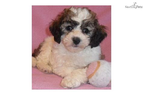 Call tditw to get your new family pal! Cockapoo puppy for sale near Akron / Canton, Ohio ...