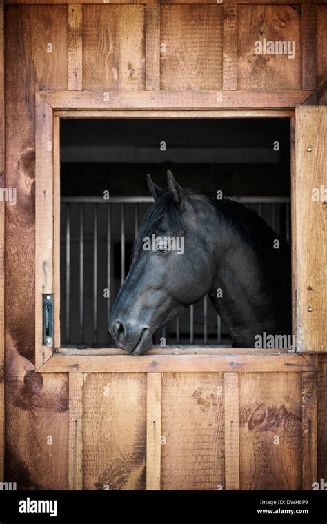 Horse Looking Out Of His Window Hi Res Stock Photography And Images Alamy